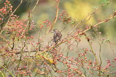 Zonotrichia albicollis