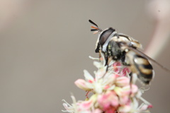 Copestylum marginatum