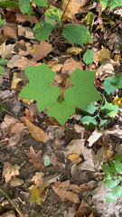 Menispermum canadense