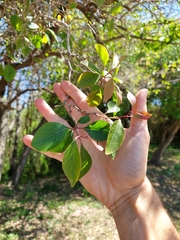 Xylosma venosa