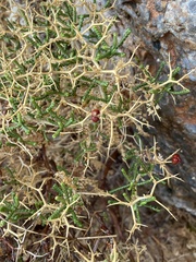 Sarcopoterium spinosum