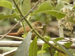 Syndactyla rufosuperciliata