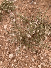 Salsoloideae