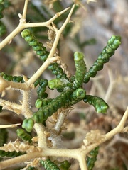 Sarcopoterium spinosum