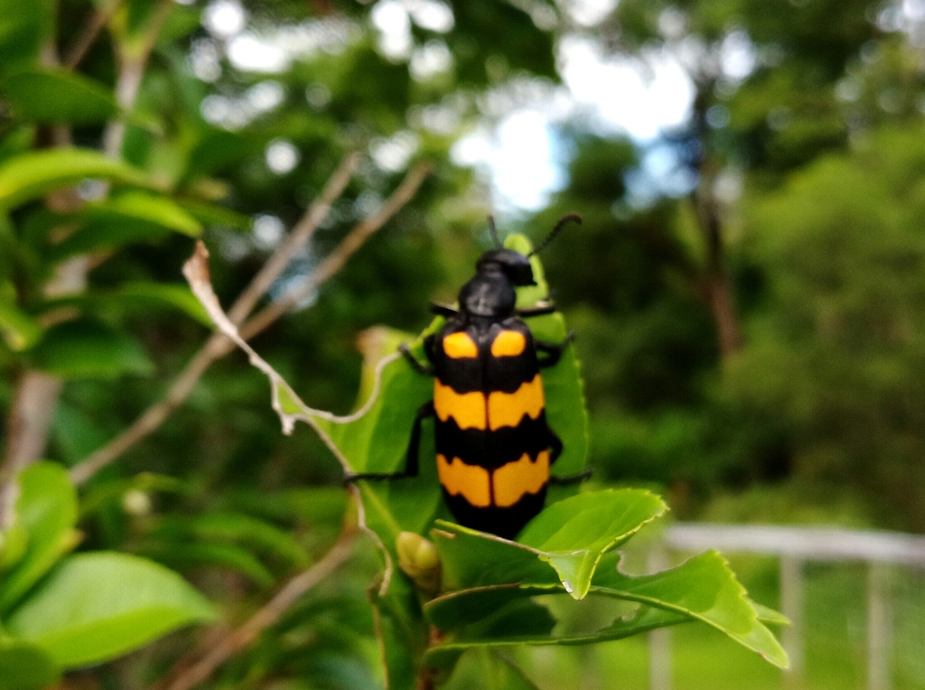 Hycleus cichorii