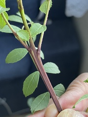 Fraxinus angustifolia