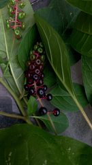 Phytolacca americana