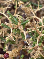 Sarcopoterium spinosum