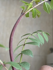 Fraxinus angustifolia