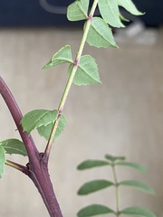 Fraxinus angustifolia