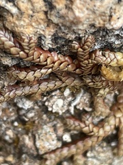 Selaginella denticulata