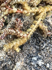 Selaginella denticulata