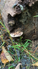 Rhodofomes cajanderi