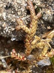 Selaginella denticulata