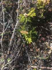 Veronica vernicosa