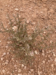Salsoloideae