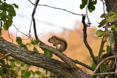 Tamiasciurus hudsonicus