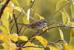 Zonotrichia albicollis