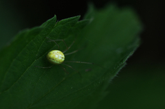Enoplognatha ovata