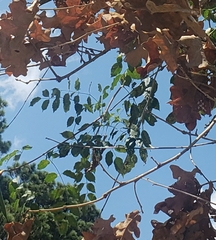 Campsis radicans