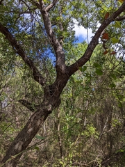 Quercus sinuata