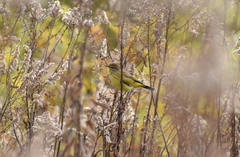 Setophaga palmarum