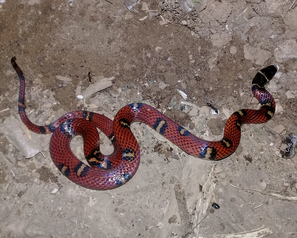 Banded Centipede Snake