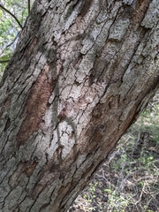 Quercus sinuata