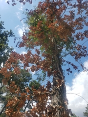 Campsis radicans