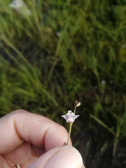 Utricularia livida
