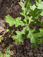 Quercus sinuata