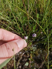 Utricularia livida