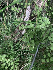 Adiantum aethiopicum