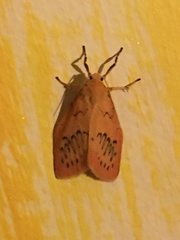 Miltochrista miniata