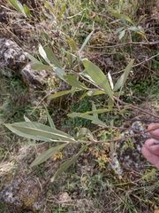 Salix salviifolia