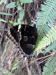 Morpho helenor achillaena