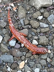 Pseudotriton ruber ruber