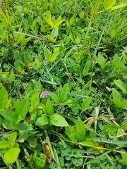 Murdannia nudiflora