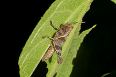 Abracris flavolineata