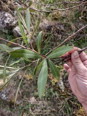 Salix salviifolia