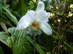 Sobralia
