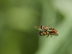 Toxomerus floralis