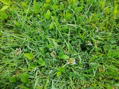 Murdannia nudiflora