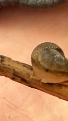 Arion hortensis