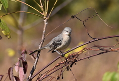 Mimus polyglottos
