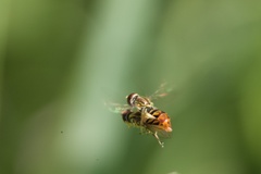 Toxomerus floralis