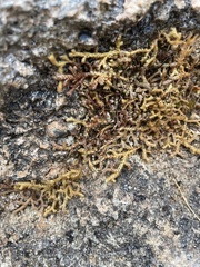 Selaginella denticulata