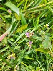 Murdannia nudiflora