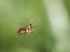 Toxomerus floralis
