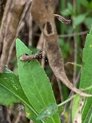 Ichneumonina
